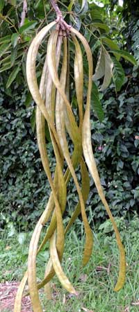 group of seed pods to Markhamia lutea, Kitale, Kenya, photo © by Michael Plagens