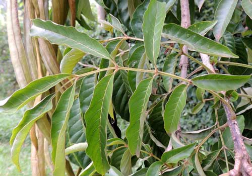 compound leaf with 9 leaflets, Markhamia lutea, Kenya, photo © by Michael Plagens