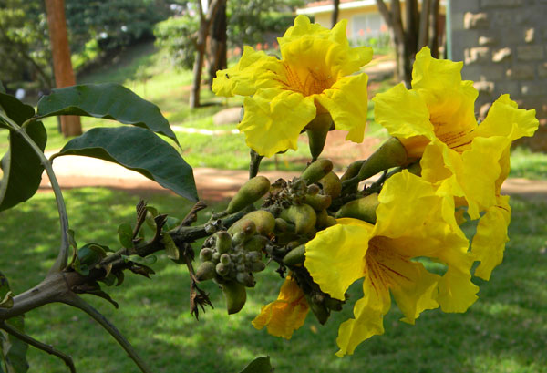 Markhamia lutea, a tree with showy yellow flowers, Kenya, photo © by Michael Plagens