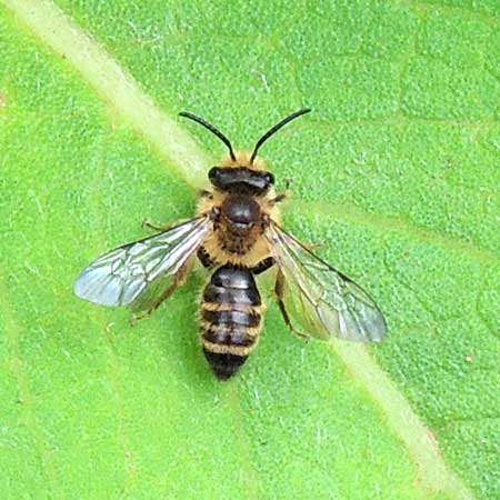 Bee, Megachilidae, from Kenya. Photo © by Michael Plagens