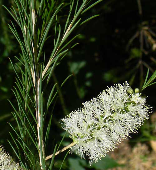 Bracelet Honey Myrtle, Melaleuca armillaris, Kenya, photo © by Michael Plagens