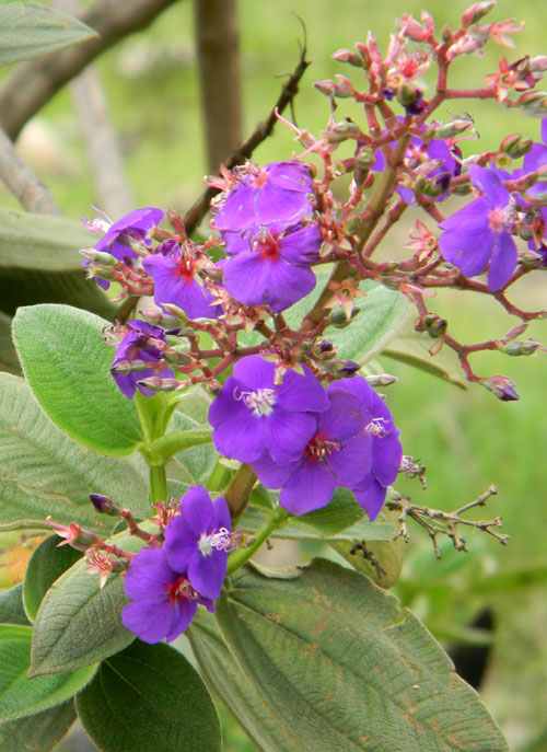 a melastomataceae, probably Tibouchina, photo © by Michael Plagens