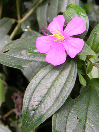 Melastomataceae from Kakamega Forest, Kenya, photo © by Michael Plagens