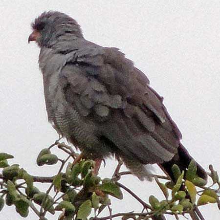 Dark Chanting Goshawk, Melierax metabates, photo © by Michael Plagens