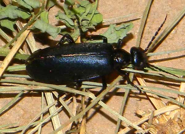 A Blister Beetle, f. Meloidae from Amboseli National Park, March 2011. Photo © by Michael Plagens