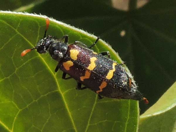 A Blister Beetle, f. Meloidae from West Pokot, Kenya. Photo © by Michael Plagens