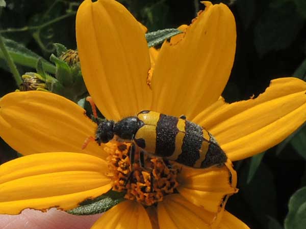 A Blister Beetle, f. Meloidae from Nairobi, Kenya. Photo © by Michael Plagens