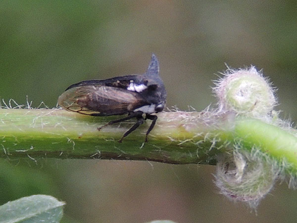 a tree hopper, family membracidae, from Kitale, Kenya. Photo © by Michael Plagens