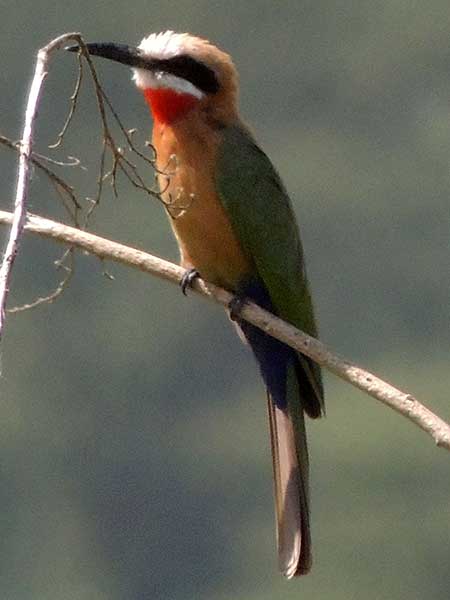 White-fronted Bee-eater, Merops bullockoides, photo © by Michael Plagens