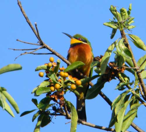 Cinnamon-chested Bee-eater, Merops oreobates, photo © by Michael Plagens