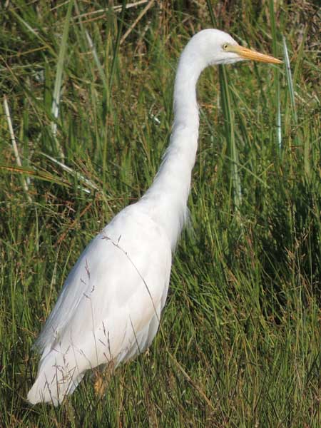 Yellow-billed Egret, Mesophoyx intermedia, photo © by Michael Plagens