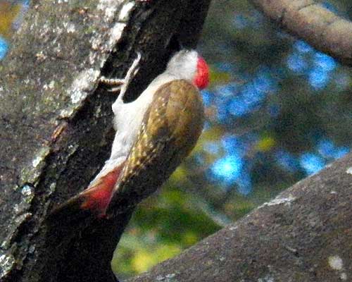 Gray Woodpecker, Mesopicos goertae, photo © by Michael Plagens.