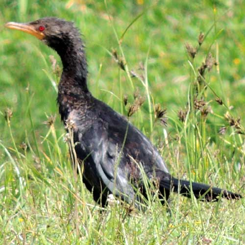 Reed Cormorant, Microcarbo africanus, photo © by Michael Plagens
