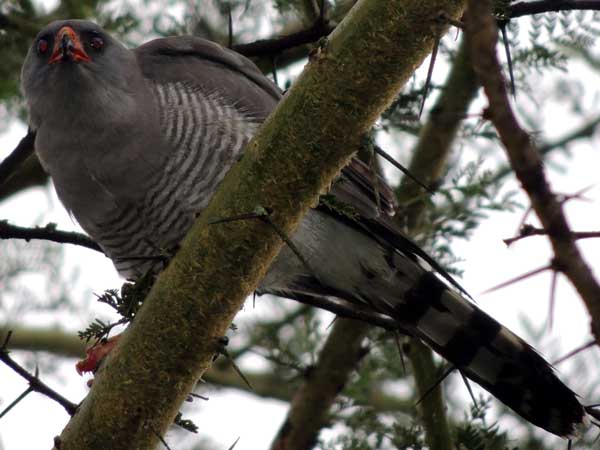 Gabar Goshawk, Micronisus gabar, photo © by Michael Plagens