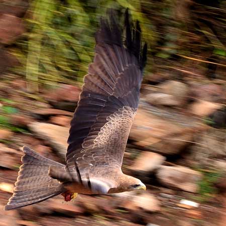 Black Kite, Milvus migrans, photo © by Evans Torotich