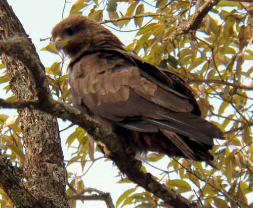 Black Kite, Milvus migrans, photo © by Michael Plagens