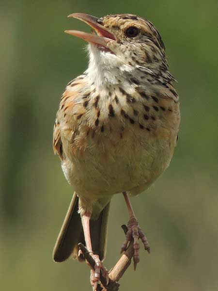 Rufous-naped Lark, Mirafra africana, photo © by Michael Plagens