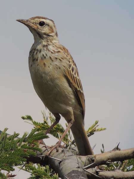 Fawn-colored Lark, Mirafra alopex, photo © by Michael Plagens