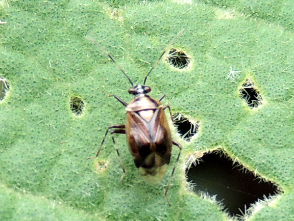 an adult plant bug, Miridae, Kenya. Photo © by Michael Plagens