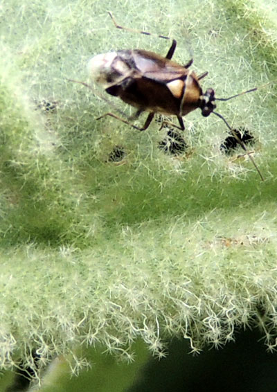 A plant bug, Miridae, must navigate intricate plant trichomes, Kenya. Photo © by Michael Plagens