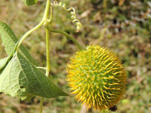 a bad-smelling cucumber, Momordica, photo © by Michael Plagens