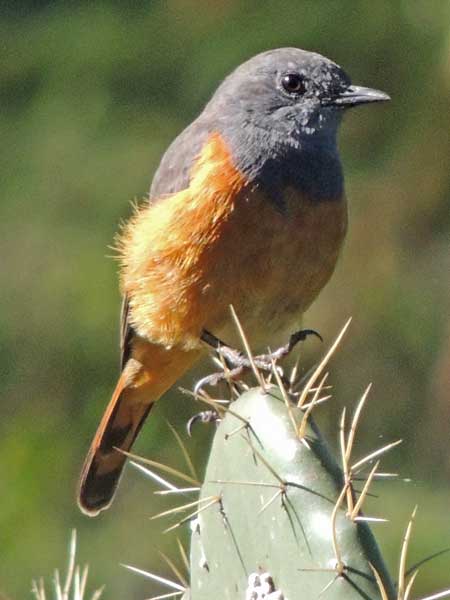 Little Rock Thrush, Monticola rufocinereus, photo © by Michael Plagens