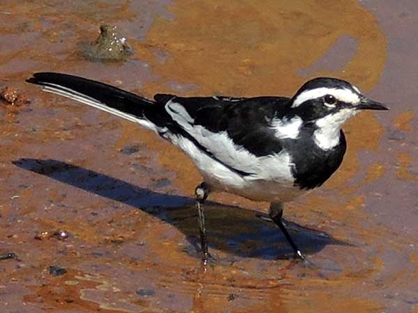 African Pied Wagtail, Motacilla aguimp, photo © by Michael Plagens