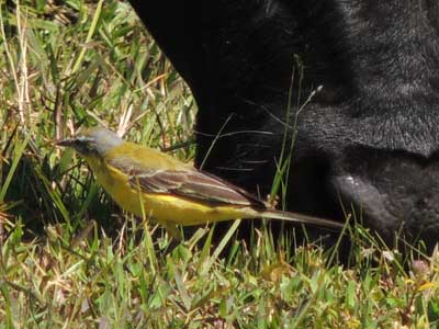 Yellow Wagtail, Motacilla flava, photo © by Michael Plagens