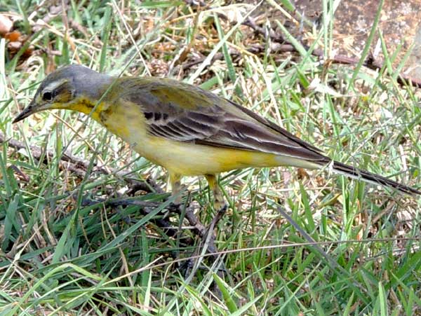 Yellow Wagtail, Motacilla flava, photo © by Michael Plagens