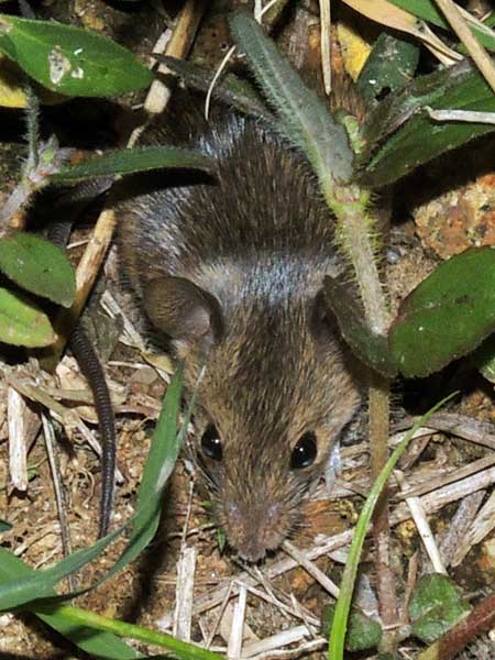 woodland mouse, muridae, photo © by Michael Plagens