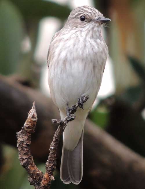 Spotted Flycatcher, Muscicapa striata, photo © by Michael Plagens