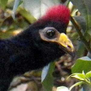 Ross's Turaco, Musophaga rossae, photo © by Michael Plagens.