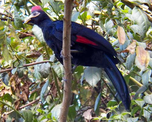 Ross's Turaco, Musophaga rossae, photo © by Michael Plagens.