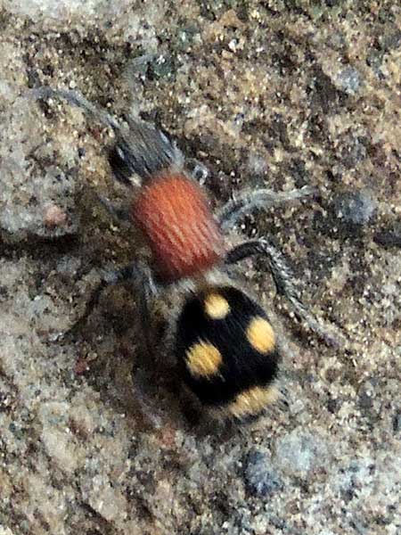 velvet ant, Mutilidae, from Kenya, photo © by Michael Plagens