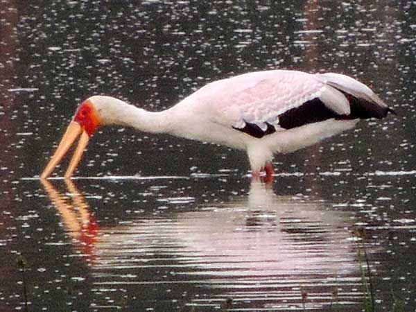 Yellow-billed Stork, Mycteria ibis, photo © by Michael Plagens