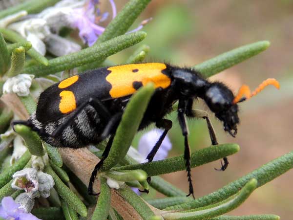 A Gaudy Meloidae from Nakuru, Kenya. Photo © by Michael Plagens