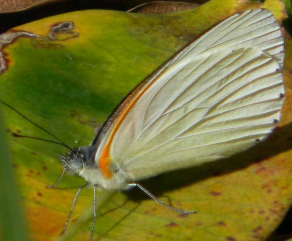 a pierid butterfly from Eldoret, Kenya, Oct. 2010. Photo © by Michael Plagens