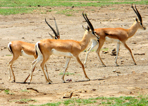 Grant's Gazelle, Nanger granti, photo © by Michael Plagens