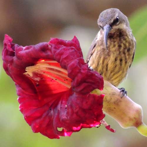 Amethyst Sunbird, Nectarinia amethystina, photo © by Michael Plagens.