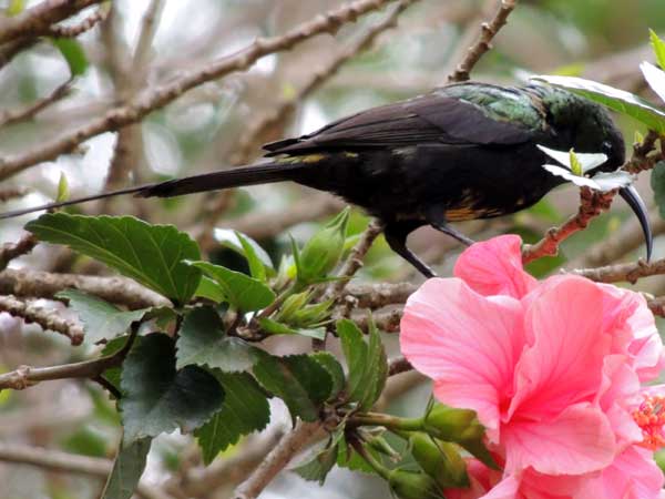 Bronze Sunbird, Nectarinia kilimensis, photo © by Michael Plagens.