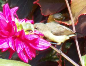 a female Variable Sunbird, Nectarinia venusta, photo © by Michael Plagens.