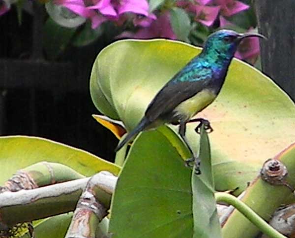 Variable Sunbird, Nectarinia venusta, photo © by Michael Plagens.