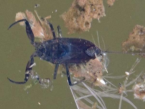 Water Scorpion, Nepidae, from Nyeri, Kenya. Photo © by Michael Plagens