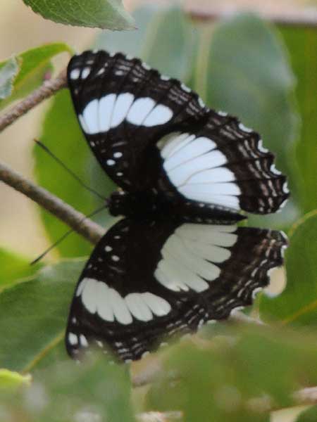 Sailor, Neptis sp., observed at Kongelai Escarpment, Rift Valley, Kenya. Photo © by Michael Plagens