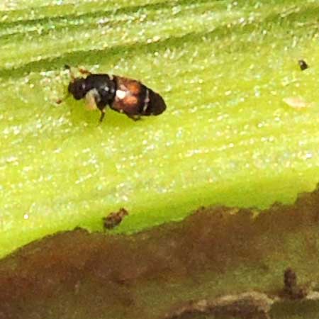 Sap Beetle, Nitidulidae, in damged Maize, Zea mays in Eldoret, Kenya. Photo © by Michael Plagens