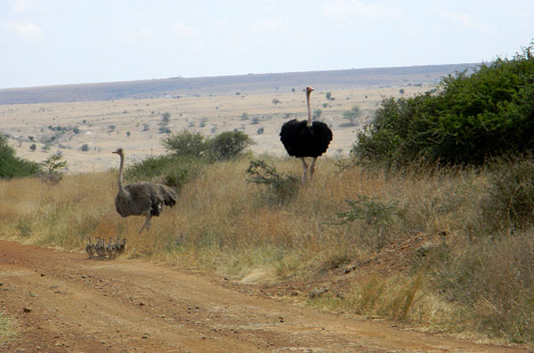 Nairobi National Park, photo © by Michael Plagens