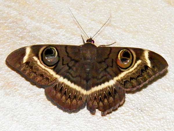 a noctuidae owl moth, Cyligramma latona, from Mombasa, Kenya, Jan. 2012. Photo © by Michael Plagens