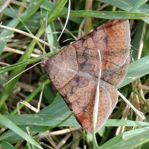 a owlet moth from Nairobi, Kenya, Africa. March 2013. Photo © by Michael Plagens