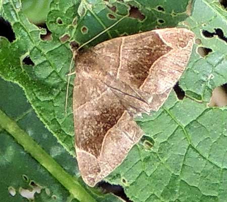 a owlet moth from South Nandi Forest, Kenya, Africa. March 2013. Photo © by Michael Plagens