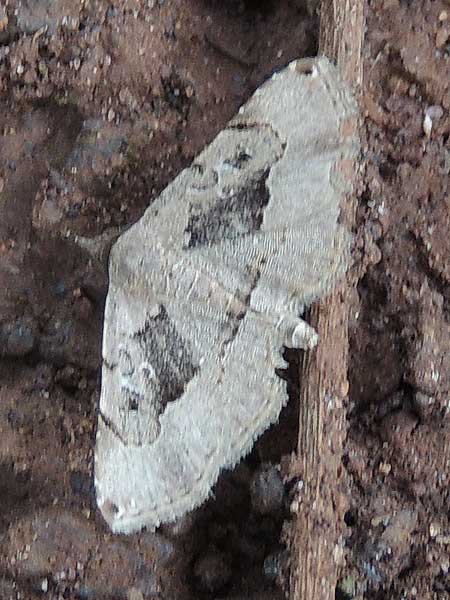 Noctuidae alighted on the forset floor in Nairobi, Kenya, Africa. March 2013. Photo © by Michael Plagens